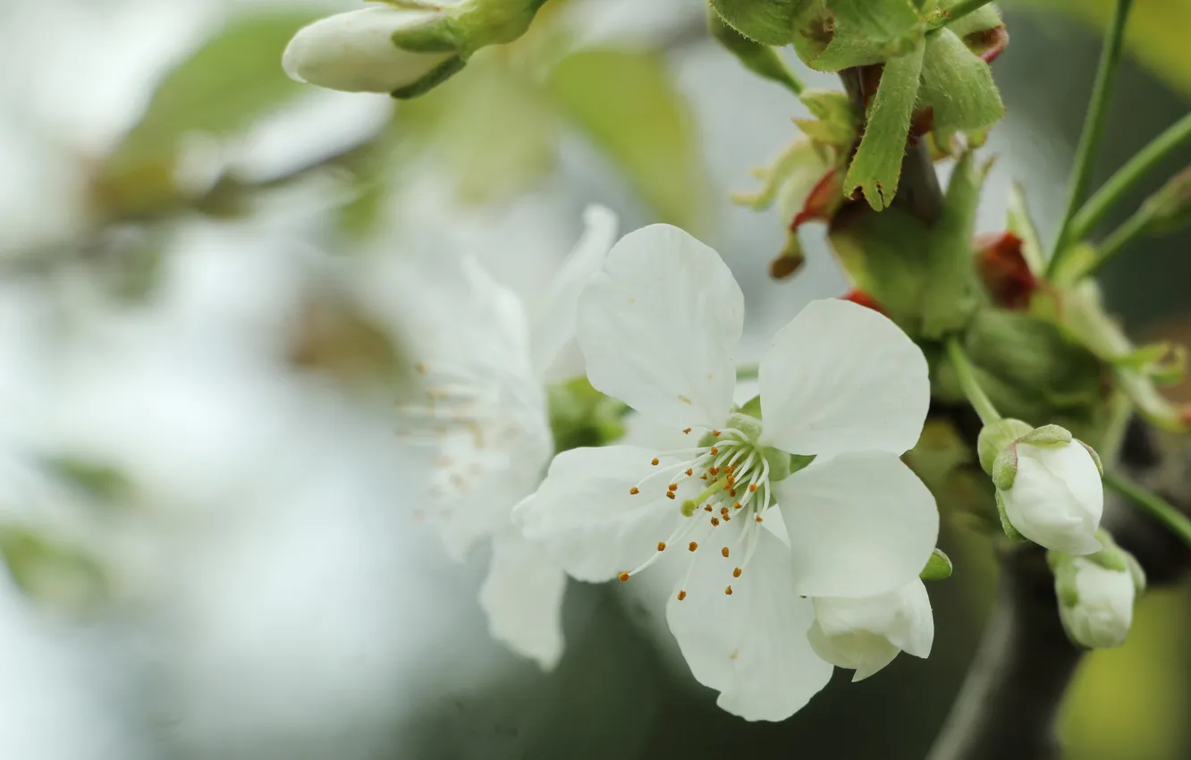 Photo wallpaper white, flowers, twig