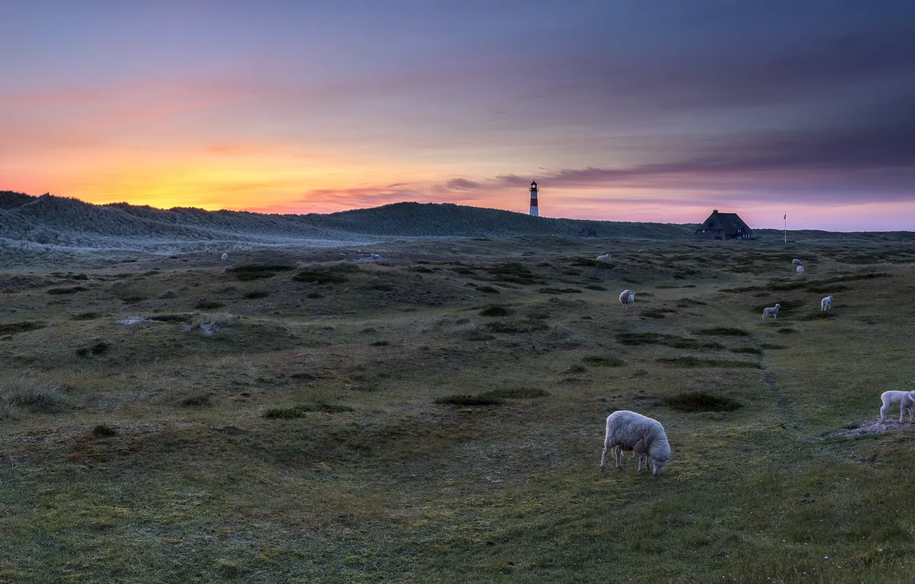 Photo wallpaper landscape, sunset, lighthouse, sheep