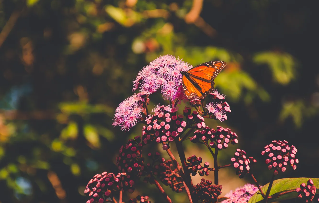 Photo wallpaper summer, macro, flowers, nature, the dark background, butterfly, orange, insect