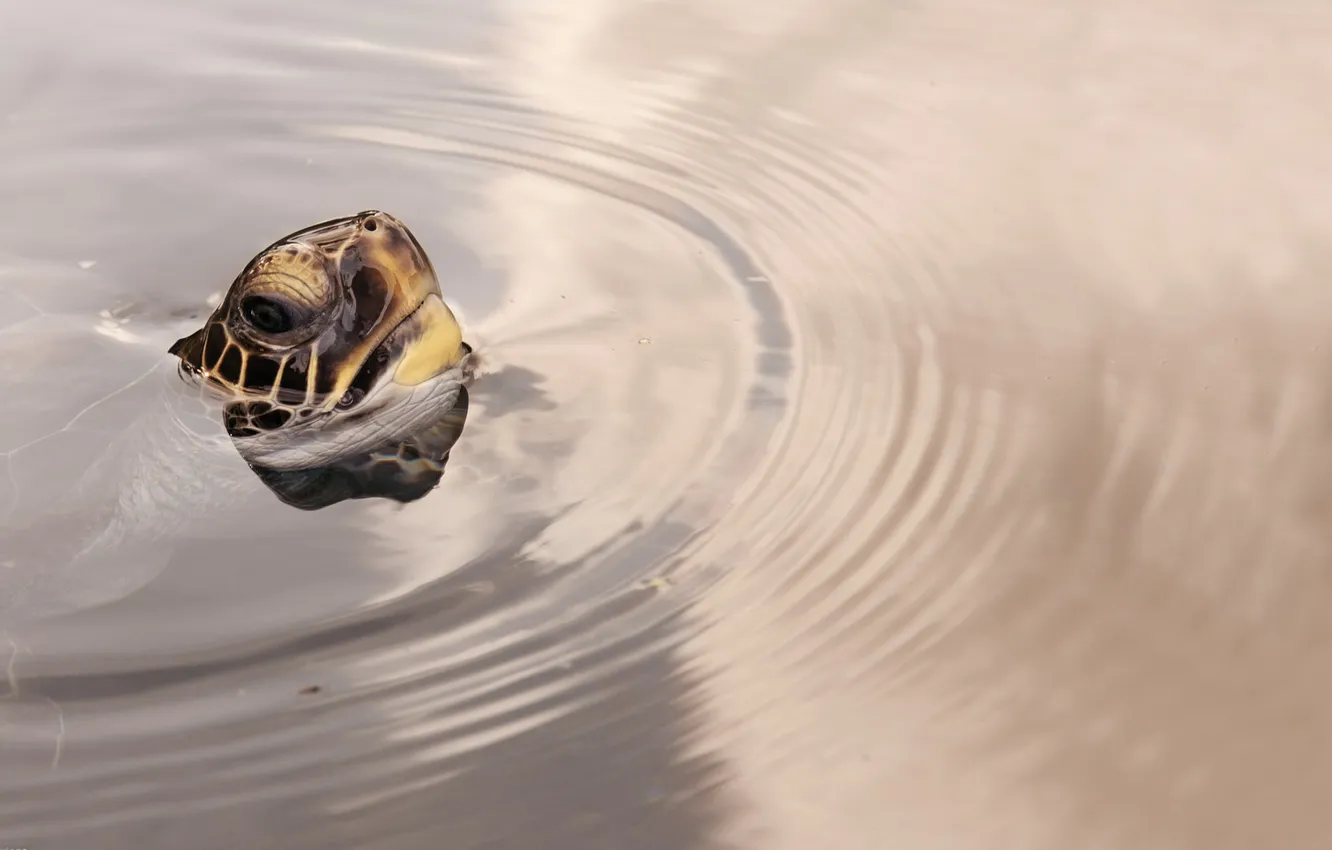 Photo wallpaper water, surface, circles, turtle, head