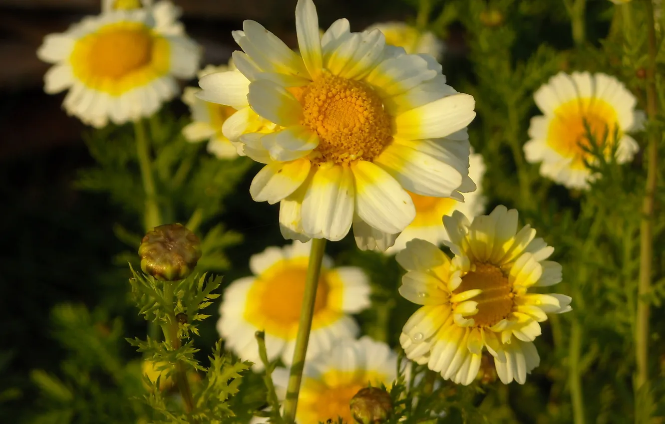 Photo wallpaper flowers, the evening, chrysanthemum
