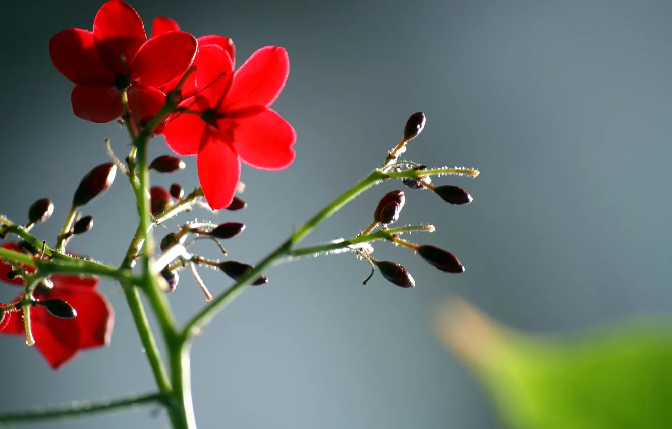 Photo wallpaper leaves, macro, petals, stem
