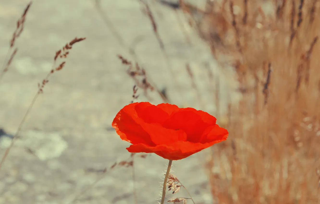 Photo wallpaper flowers, red, Mac