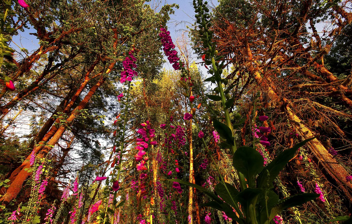 Photo wallpaper forest, the sky, trees, flowers