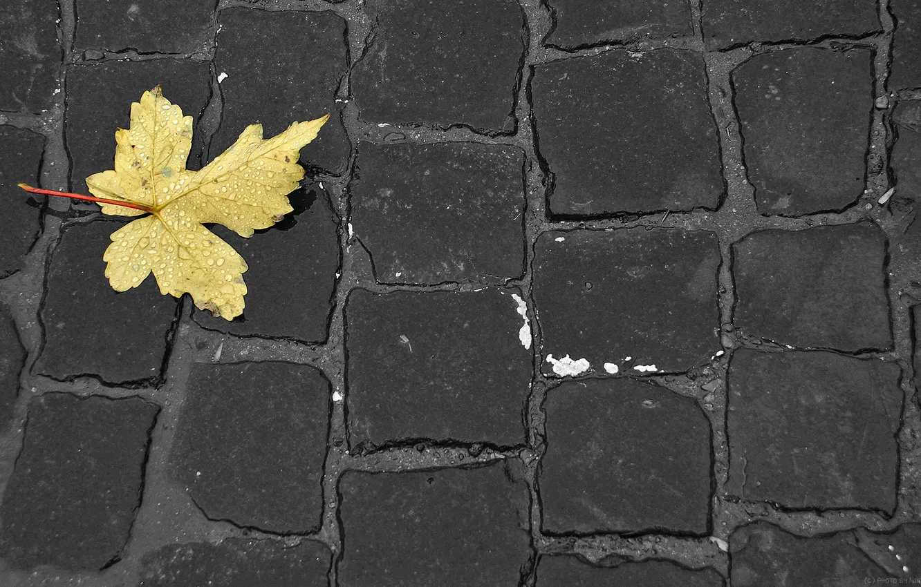 Photo wallpaper autumn, leaves, macro, creative, Wallpaper, minimalism, burkivka