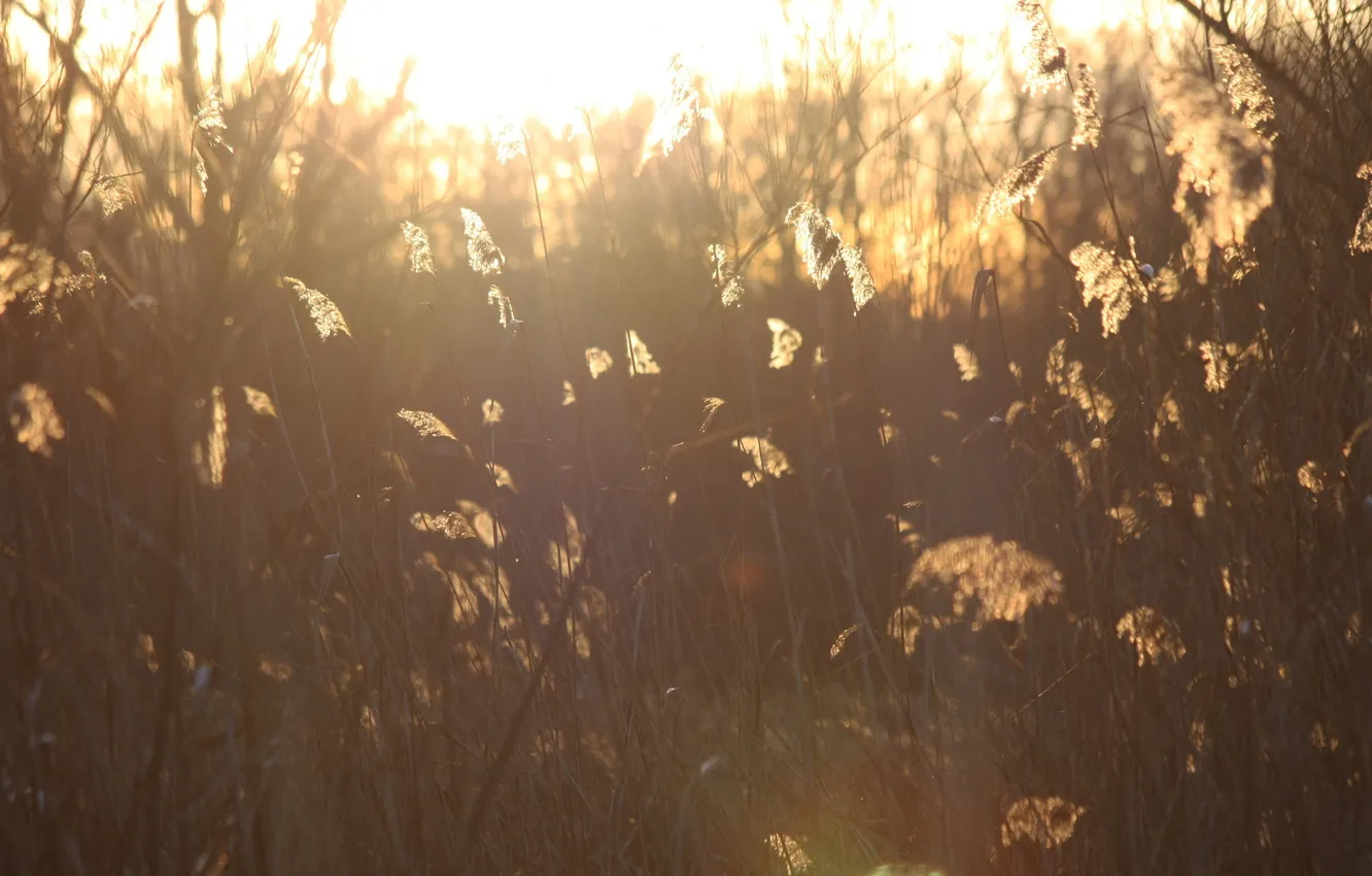 Photo wallpaper grass, the sun, light, nature, plant