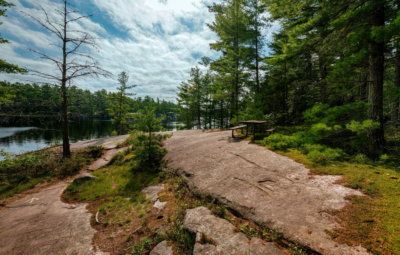 Photo wallpaper forest, summer, bench, shore, table, pond