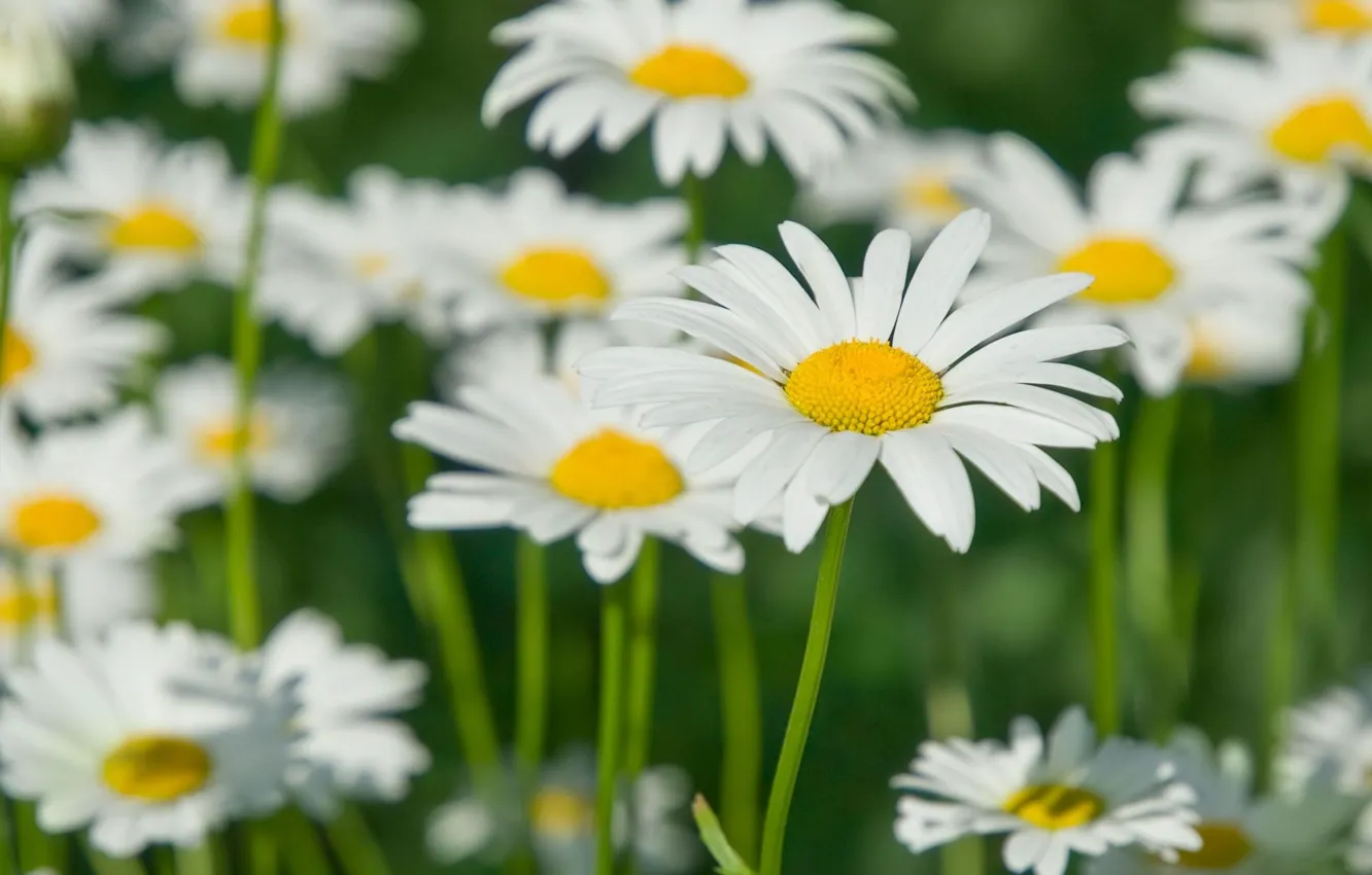 Photo wallpaper field, white, flowers, yellow, green, background, widescreen, Wallpaper