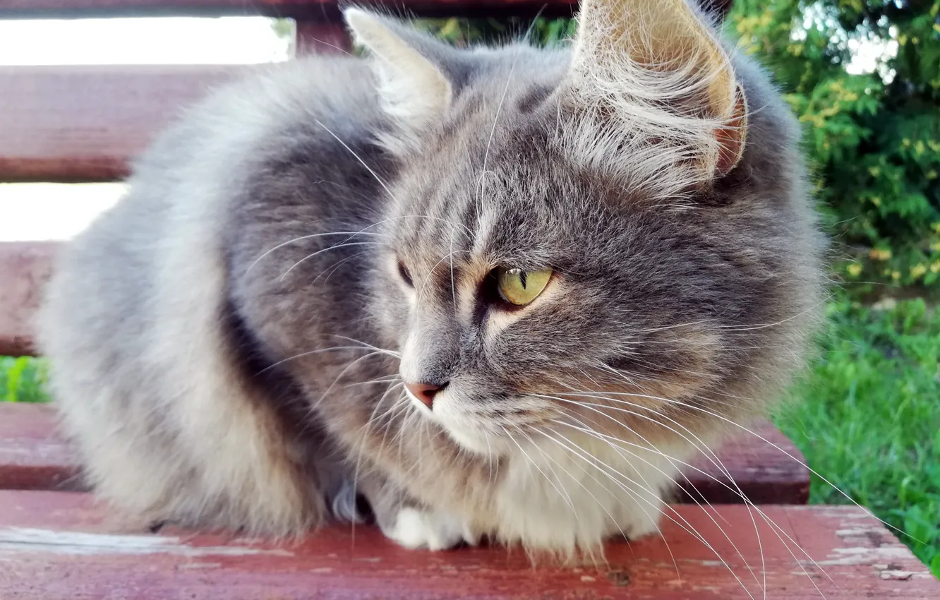 Photo wallpaper cat, look, bench