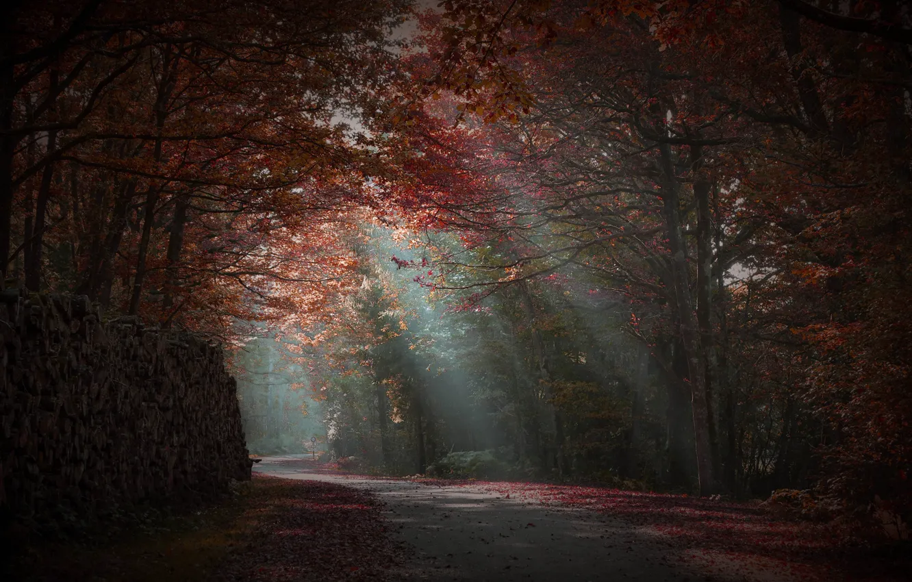 Photo wallpaper road, autumn, forest, rays of light