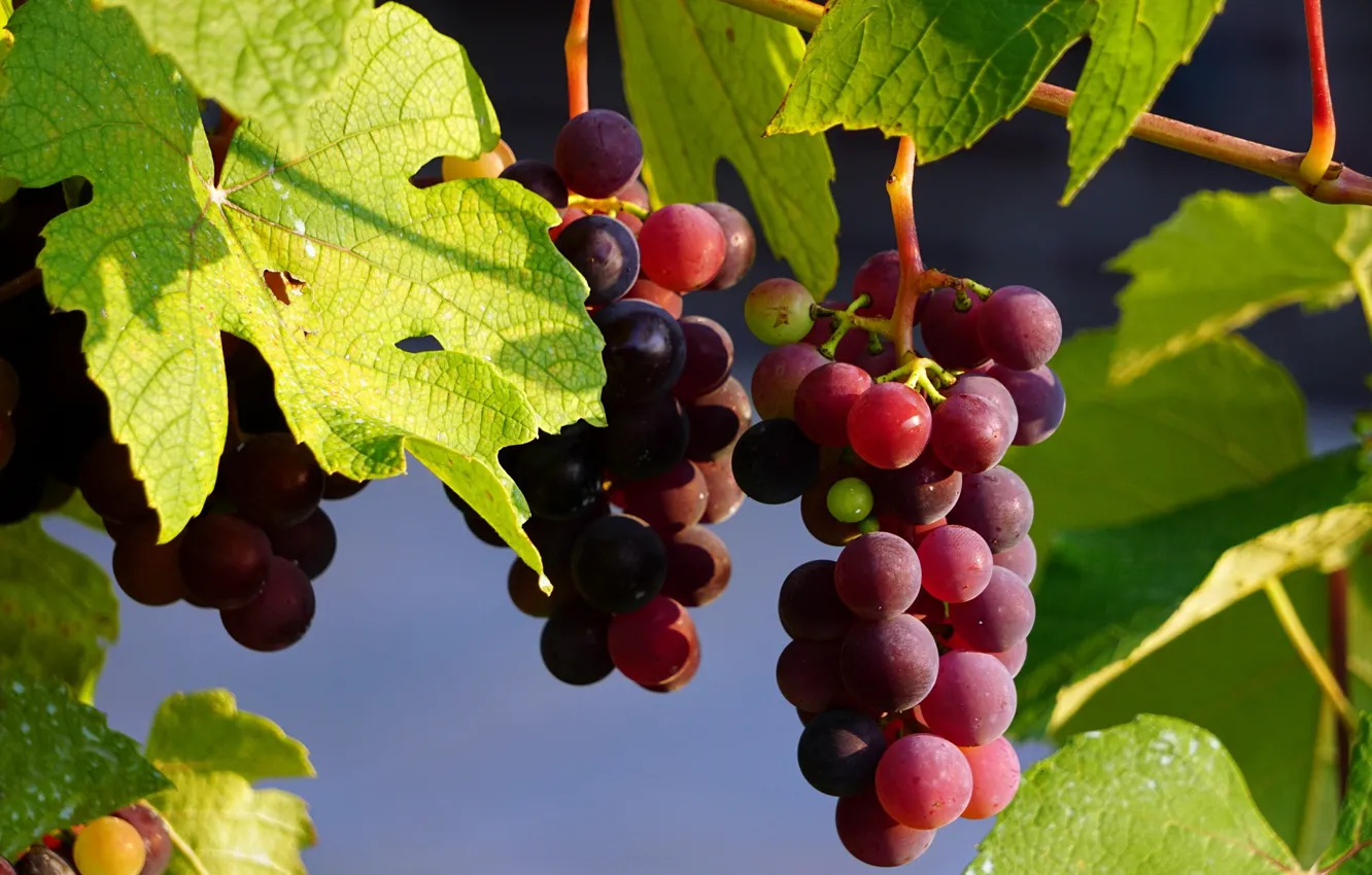 Photo wallpaper leaves, nature, grapes, vineyard, brush, bunches of grapes