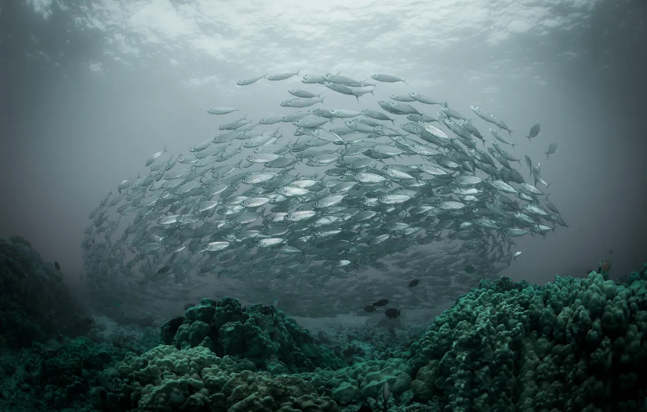 Photo wallpaper sea, fish, the ocean, pack