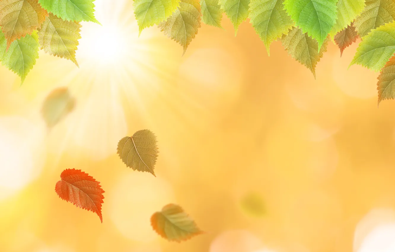 Photo wallpaper autumn, leaves, yellow, colorful, yellow, autumn, leaves, autumn