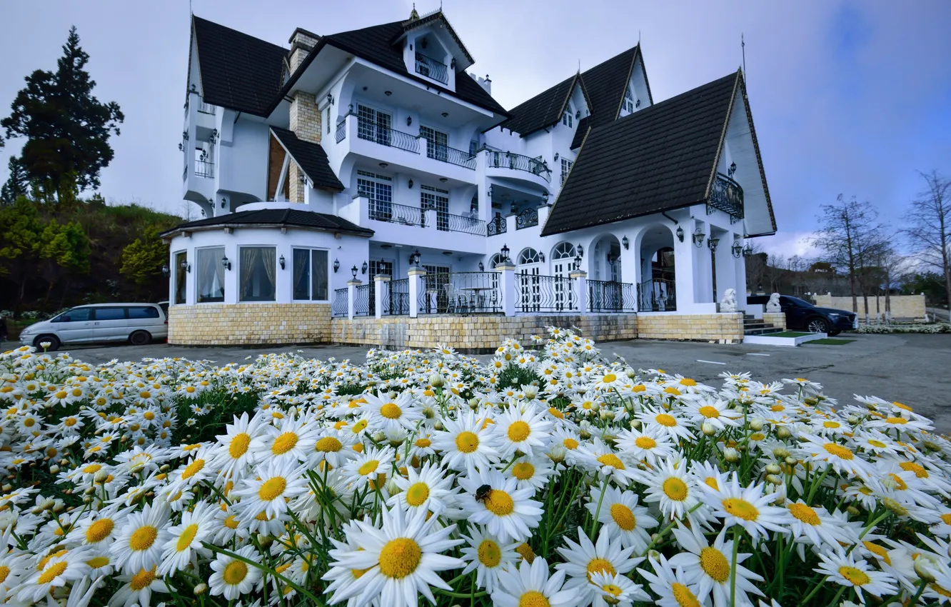 Photo wallpaper flowers, the city, chamomile, flowerbed, mansion