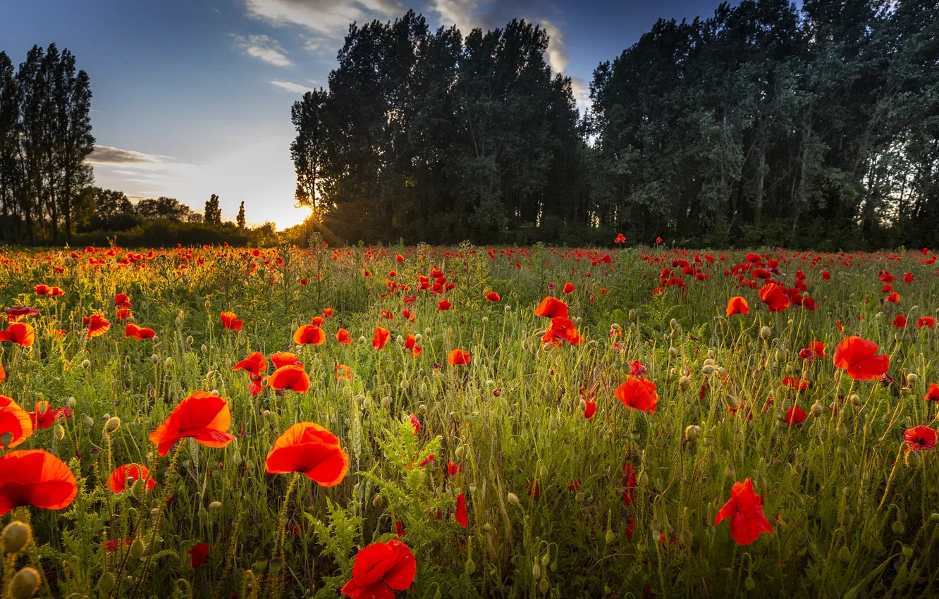 Photo wallpaper field, summer, the sky, flowers, nature, view, Maki, dal