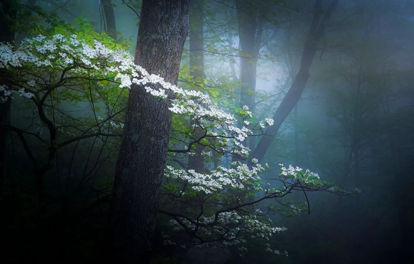 Photo wallpaper forest, flowers, nature, spring, haze
