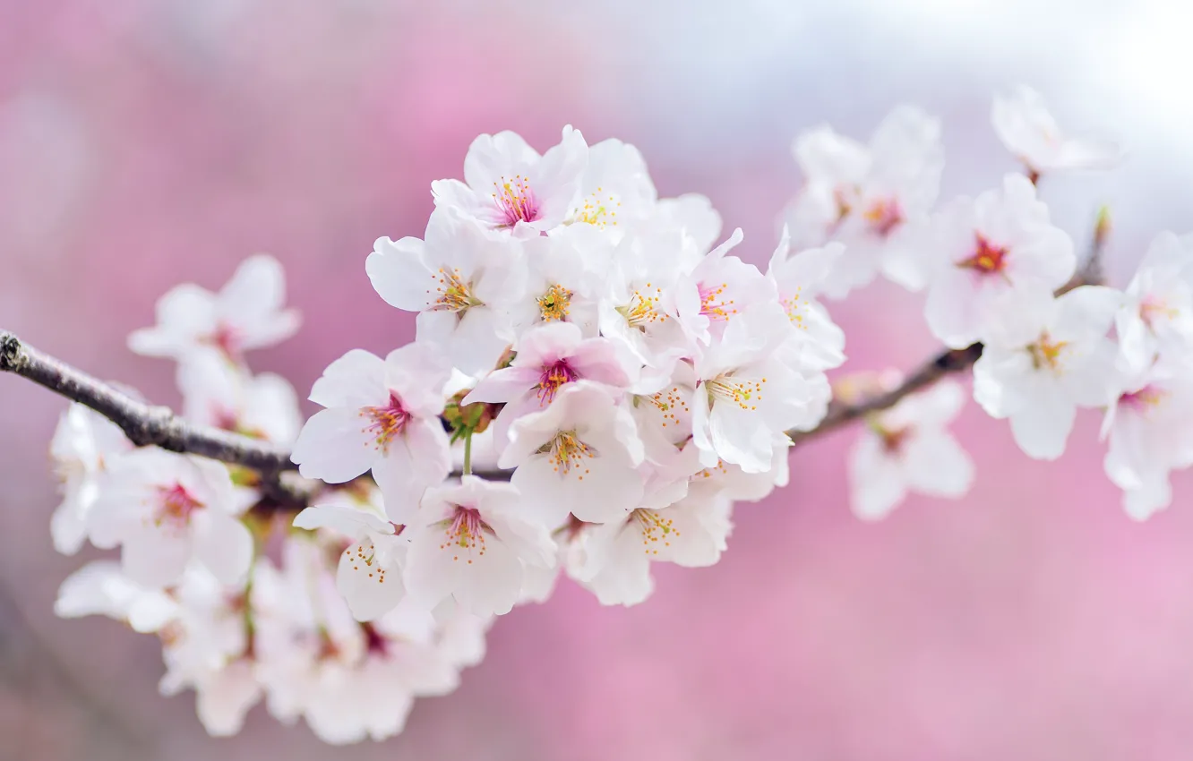 Photo wallpaper flowers, branches, cherry, spring, Sakura, white, pink background, flowering