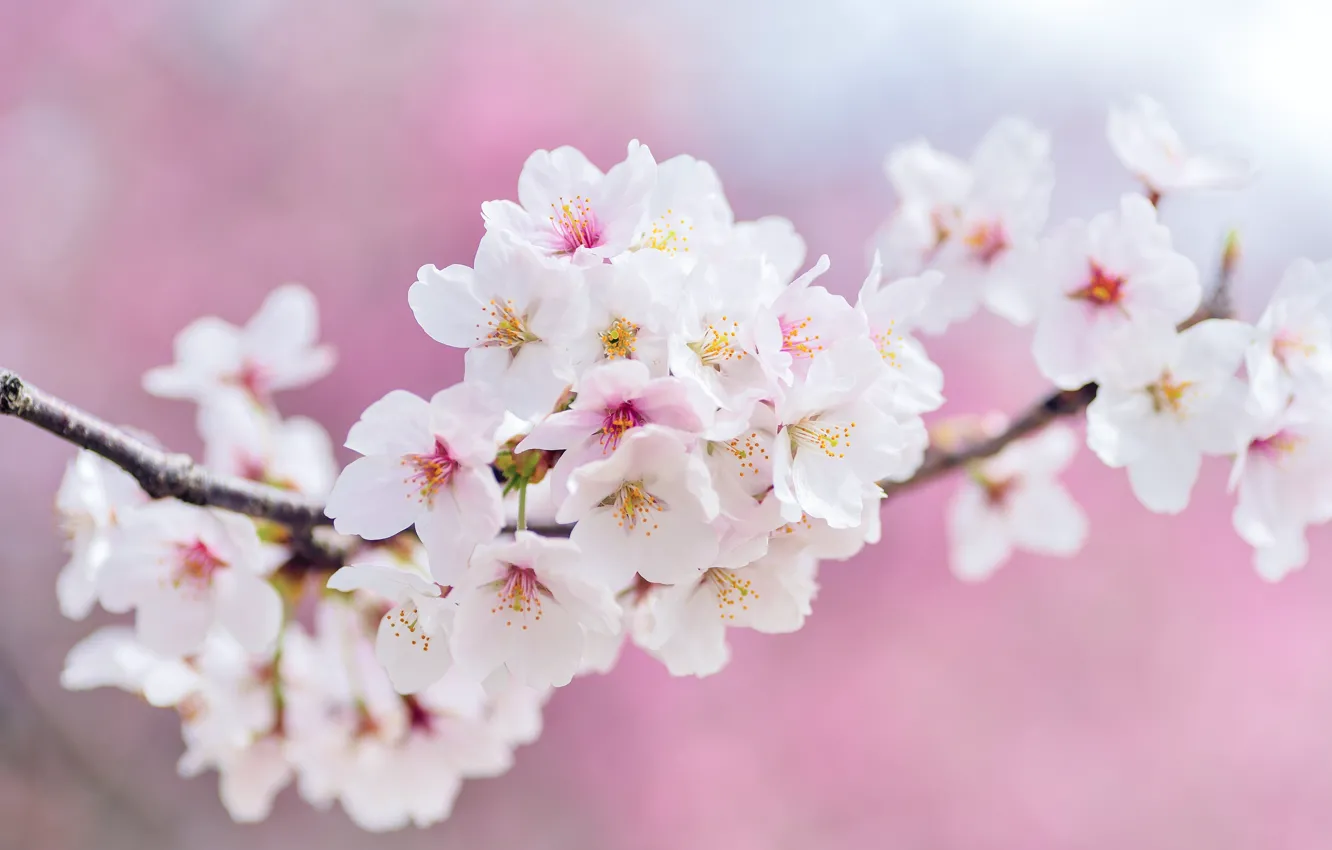 Photo wallpaper flowers, cherry, branch, spring, Sakura, white, pink background, flowering