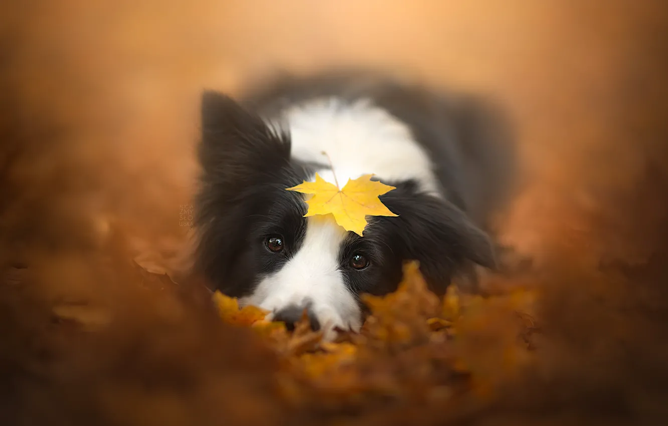 Photo wallpaper autumn, sheet, dog
