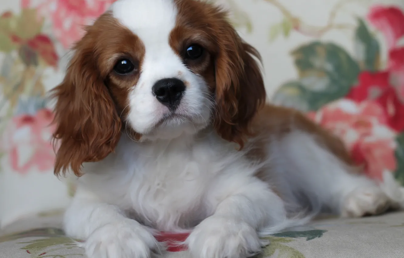 Photo wallpaper flowers, cute, ears, Spaniel, the cavalier king Charles Spaniel, dog in flowers