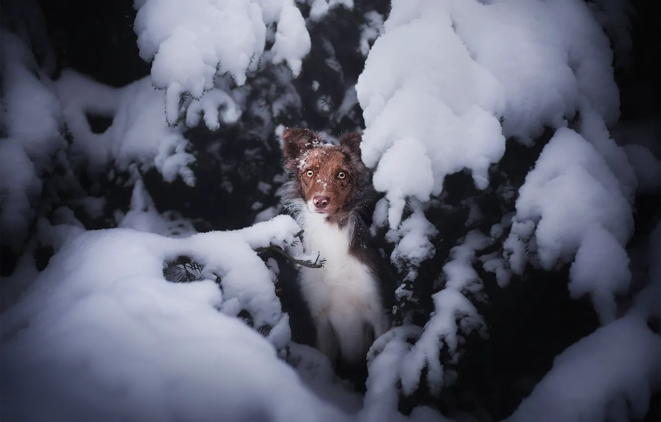 Photo wallpaper winter, forest, look, face, snow, branches, spruce, dog