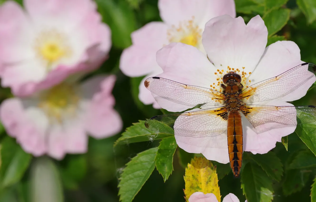 Photo wallpaper macro, flowers, dragonfly, briar, insect, pink