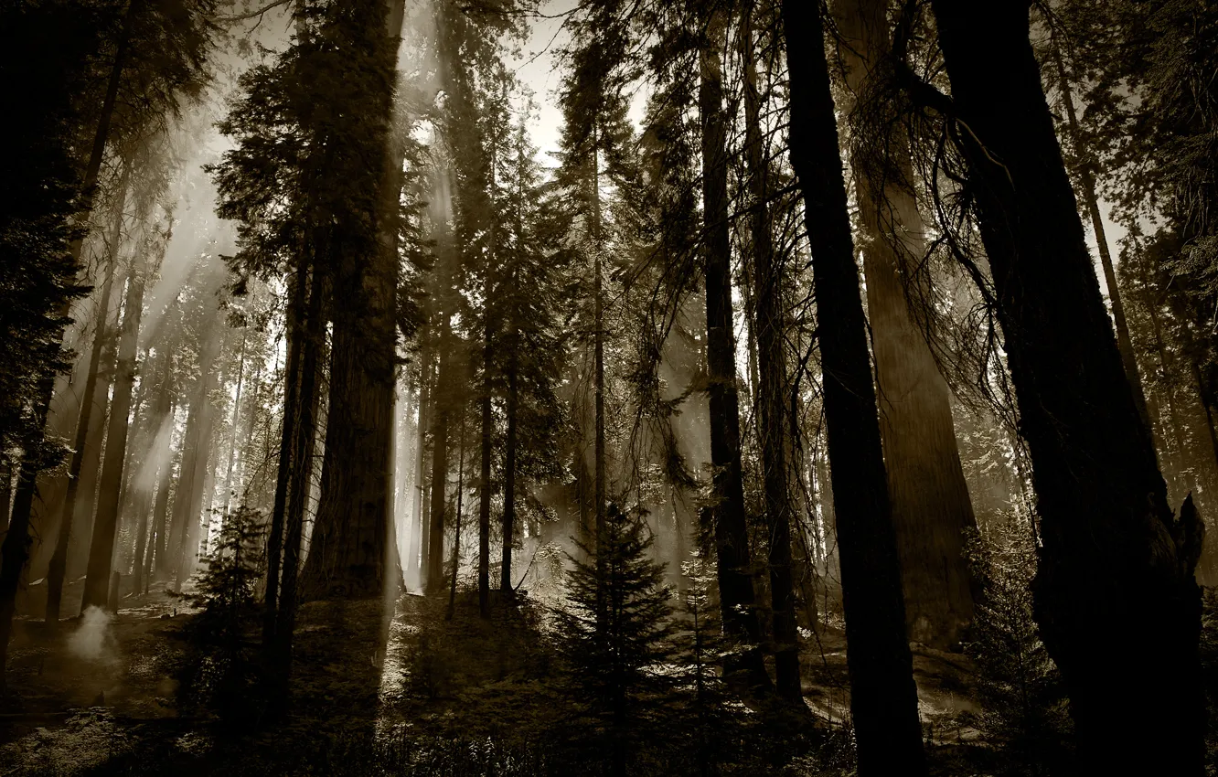 Photo wallpaper forest, trees, dark