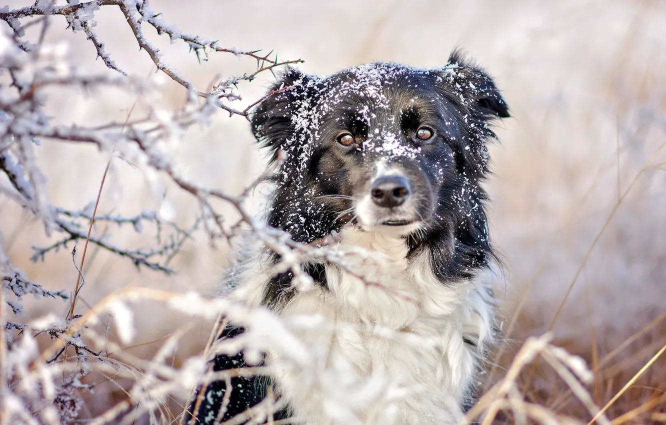 Photo wallpaper winter, frost, grass, look, face, snow, branches, nature