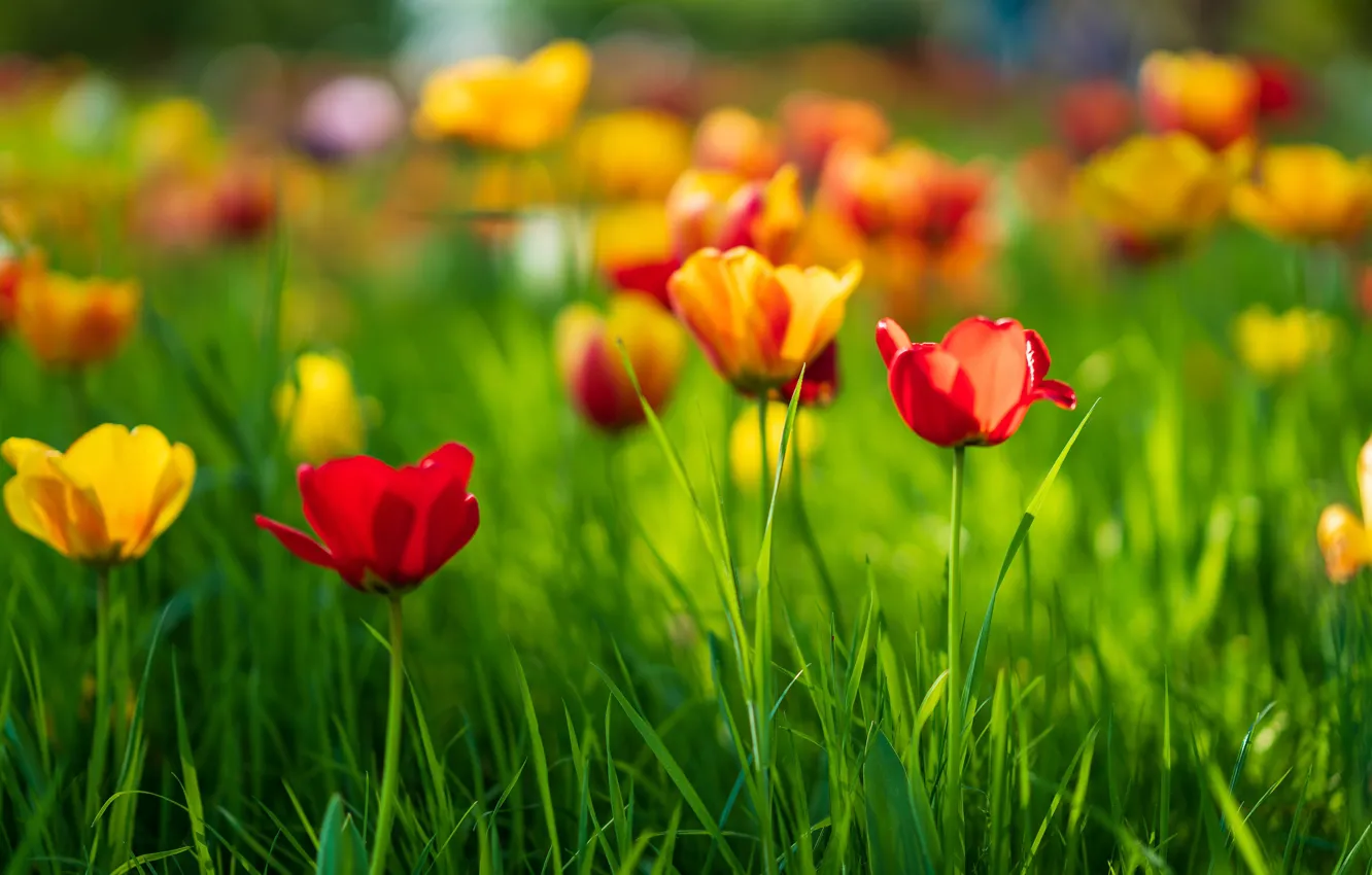 Photo wallpaper greens, field, grass, light, flowers, orange, yellow, red