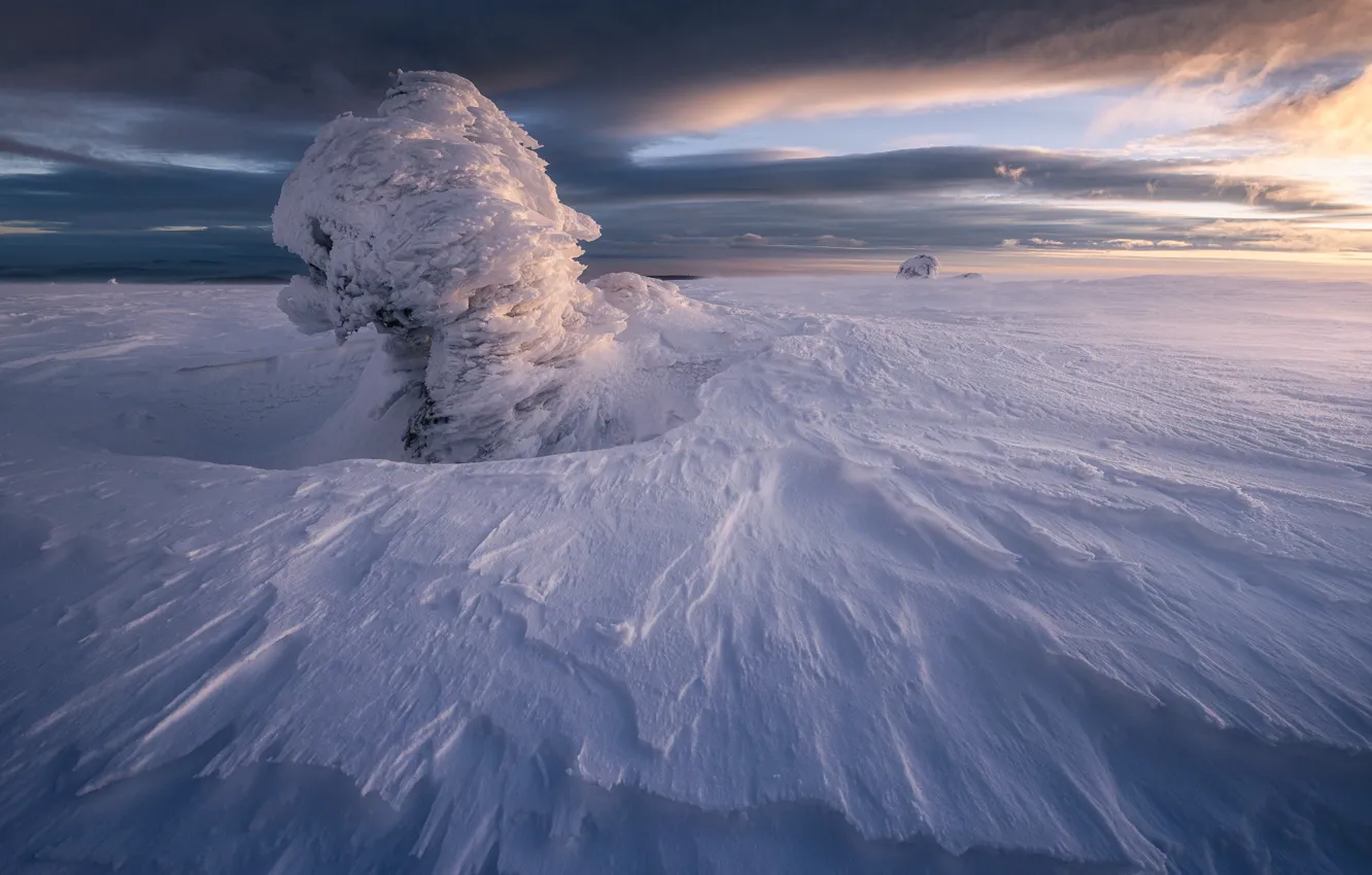 Photo wallpaper winter, field, the sky, clouds, snow, trees, sunset, clouds