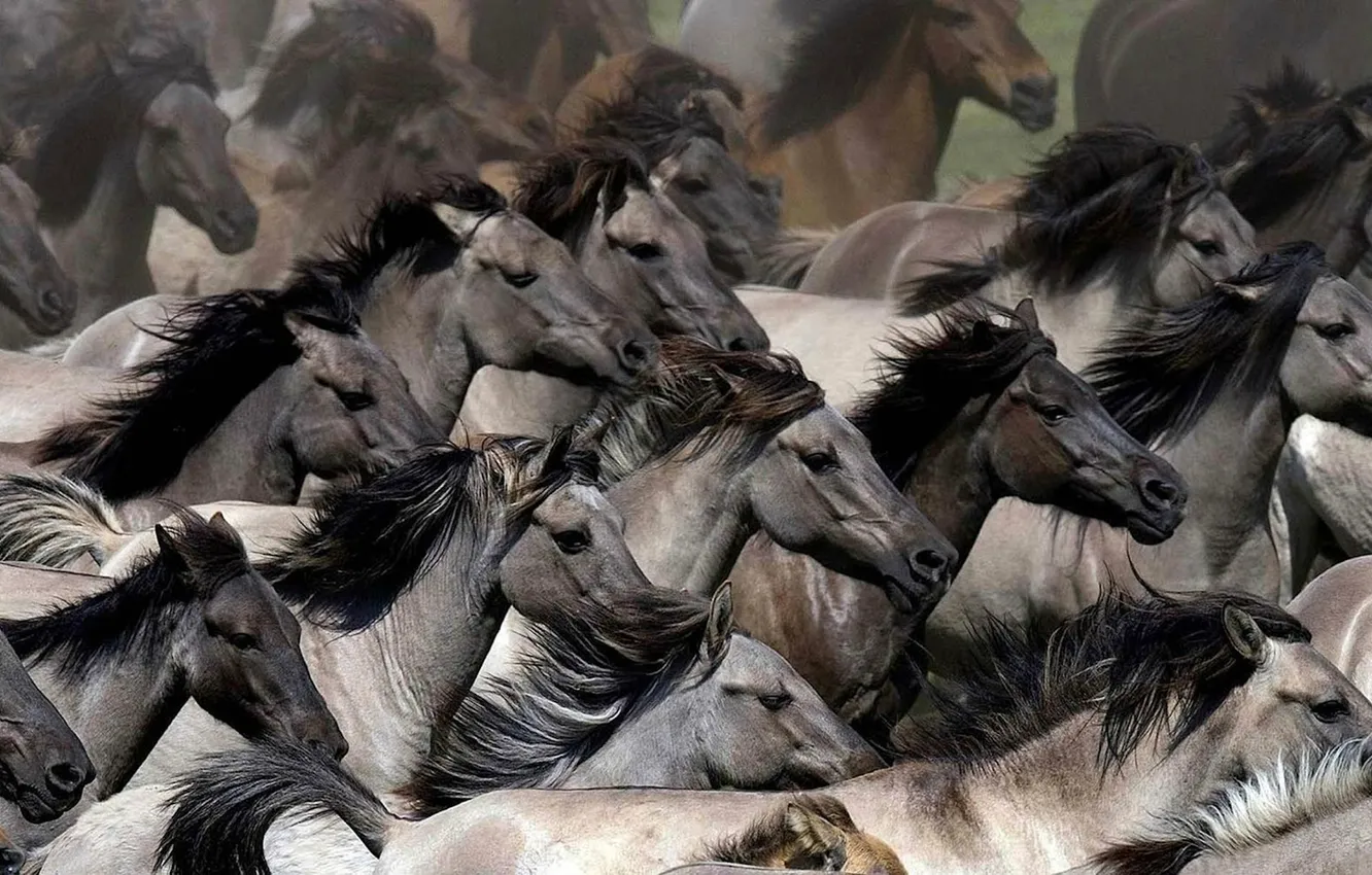Photo wallpaper animal, fast, running, wild horses
