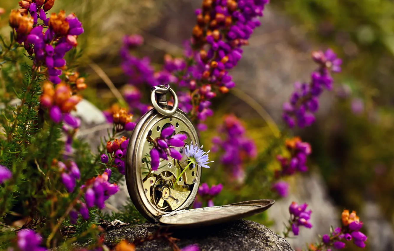 Photo wallpaper macro, flowers, watch