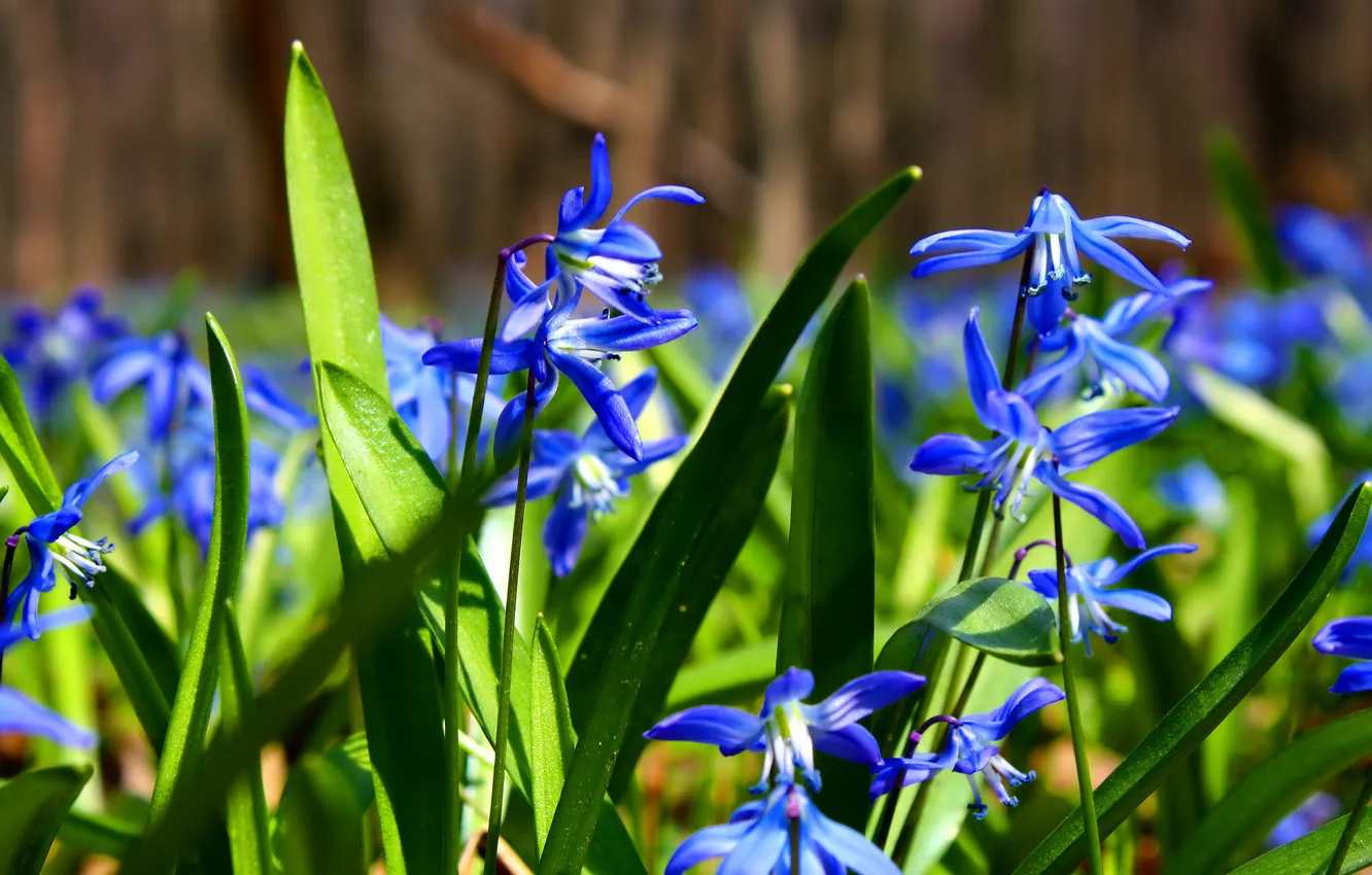 Photo wallpaper forest, flowers, spring, macro.