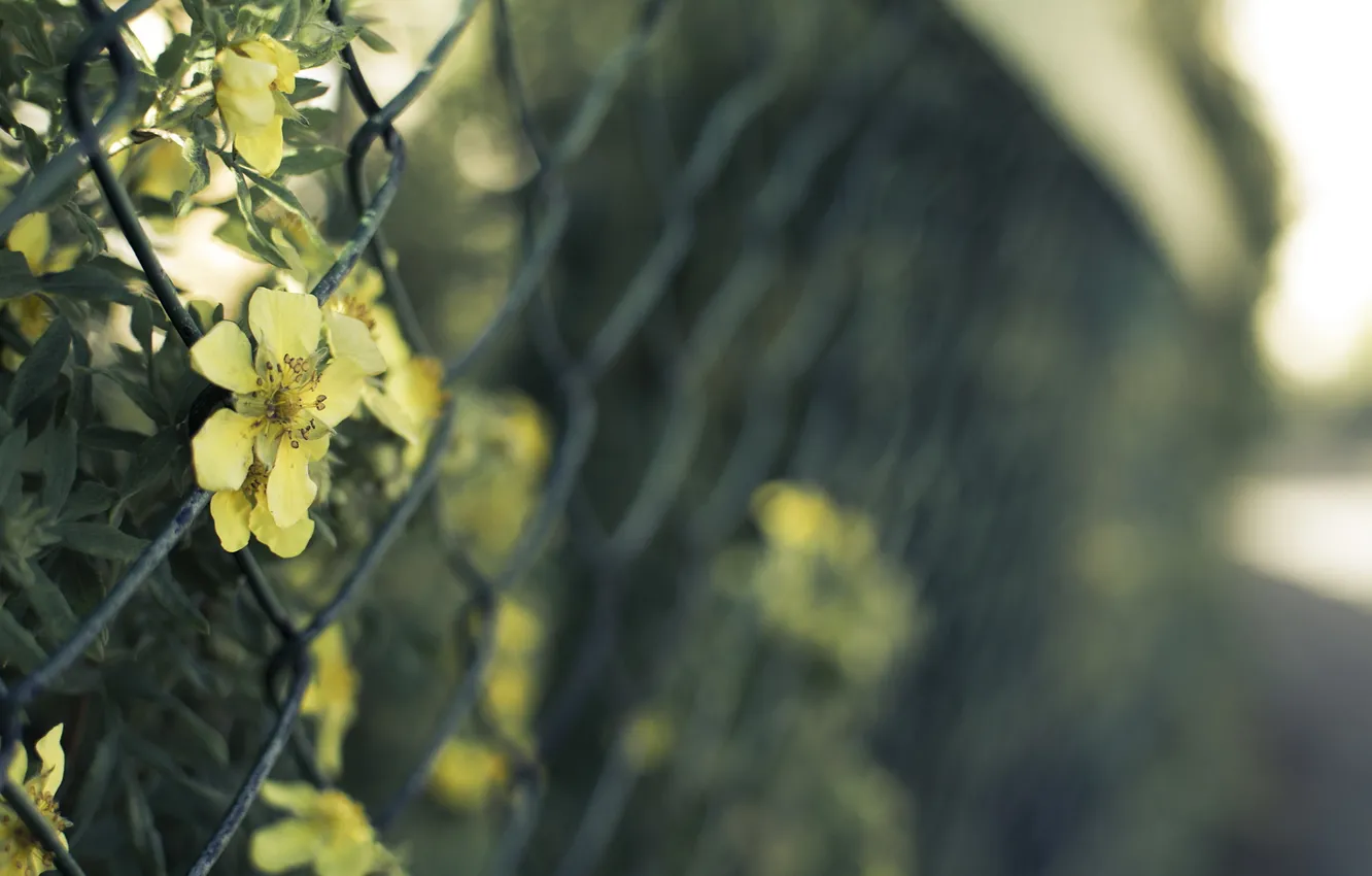 Photo wallpaper macro, flowers, the fence