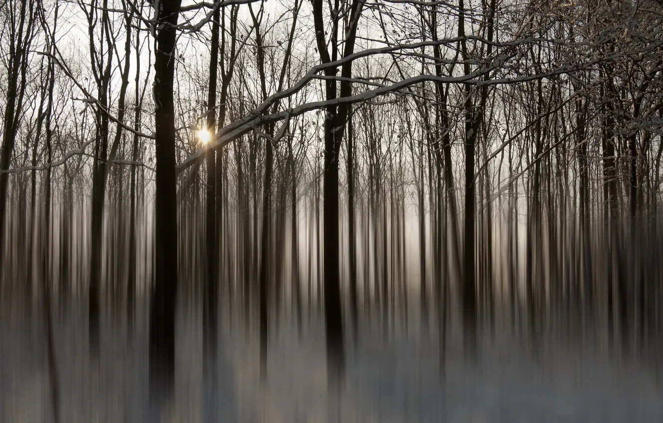 Photo wallpaper forest, nature, style