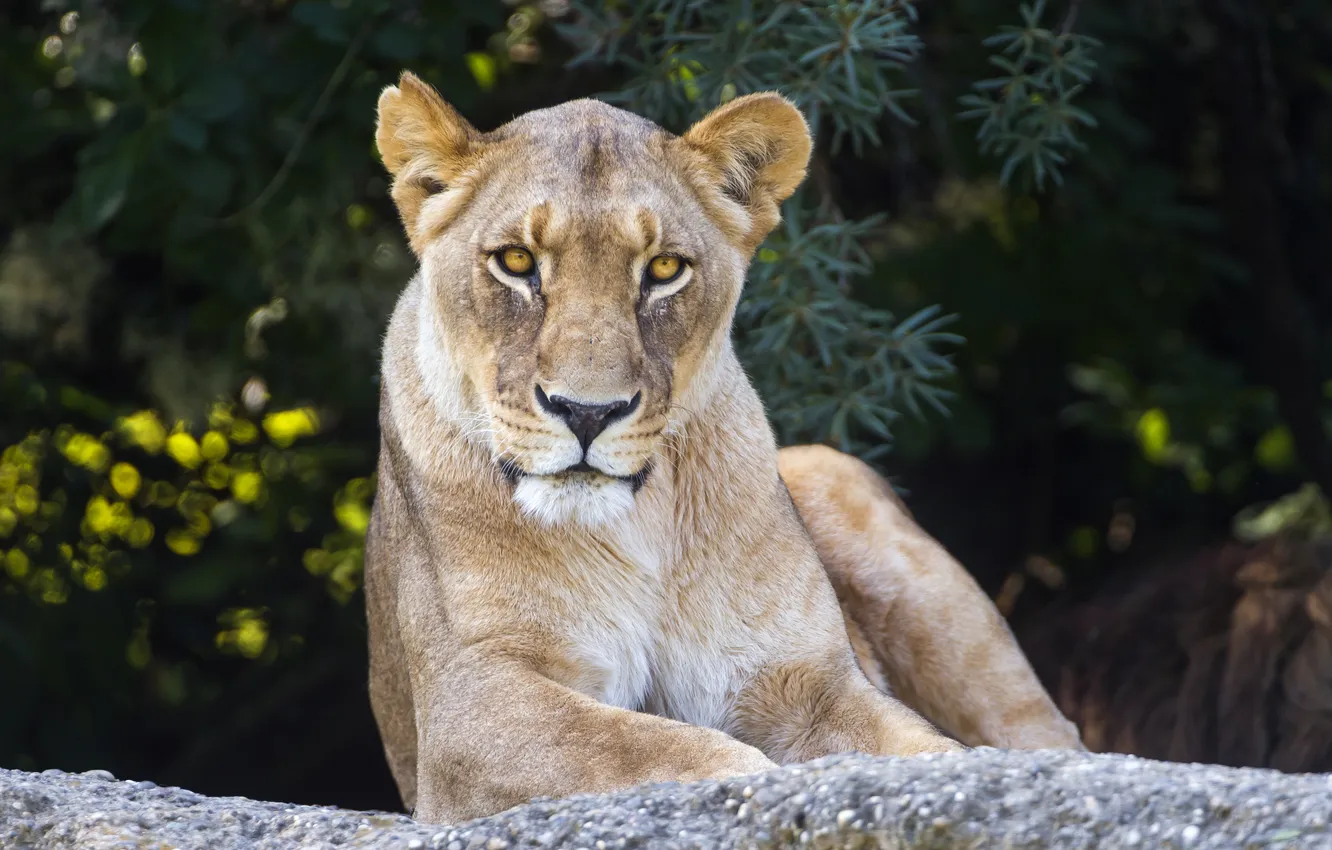 Photo wallpaper cat, look, face, stones, lioness, ©Tambako The Jaguar