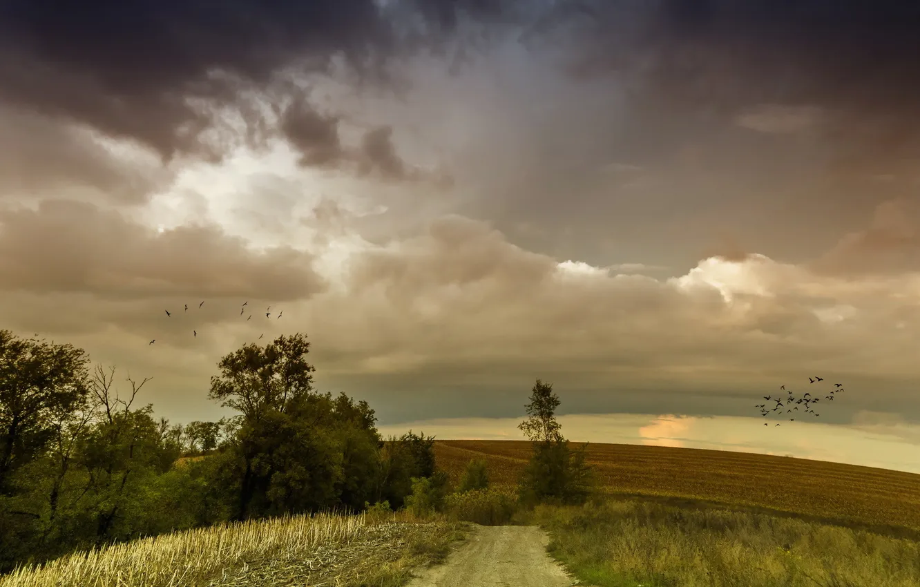 Photo wallpaper road, field, the sky, landscape