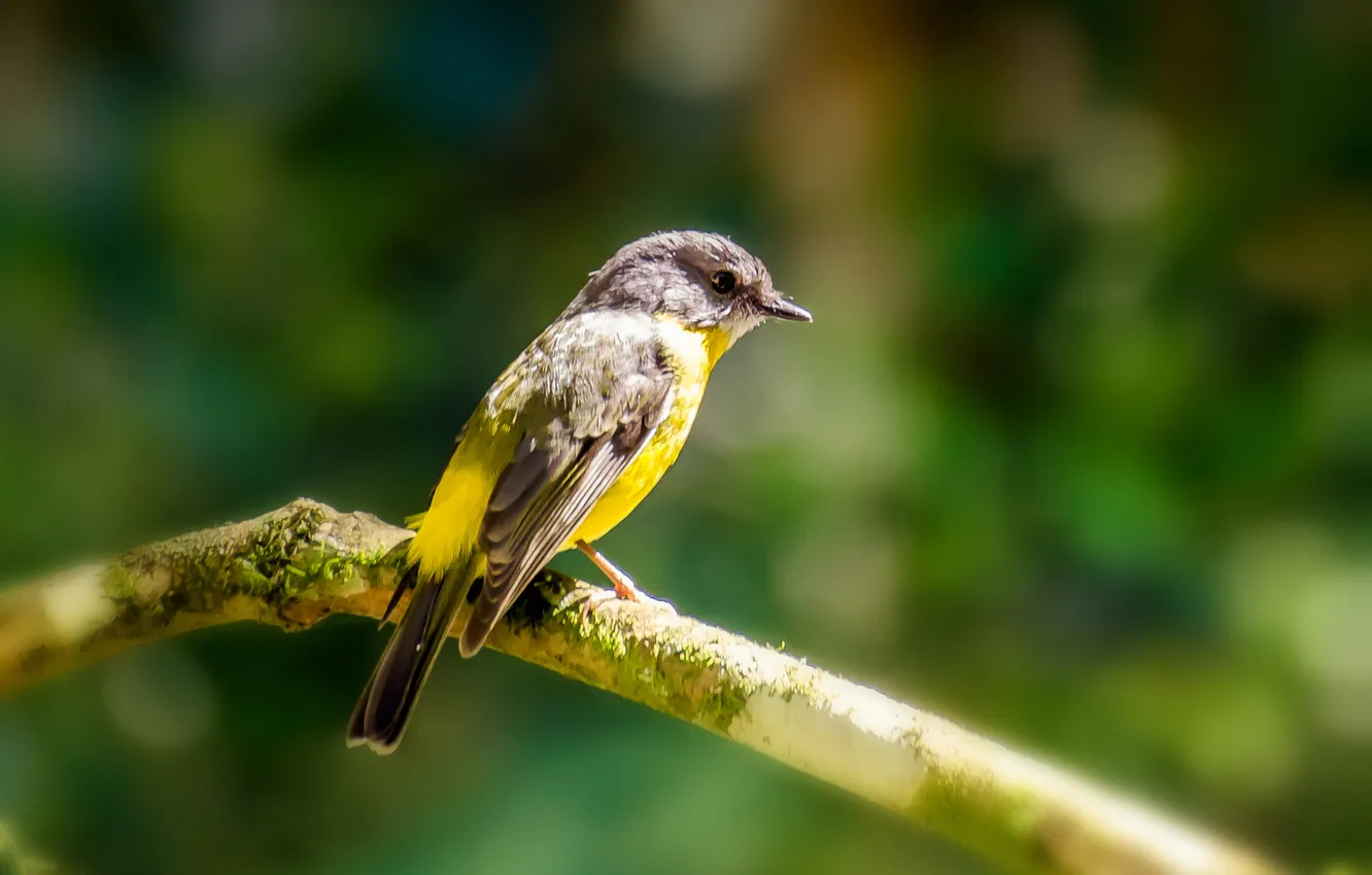 Photo wallpaper branches, bird, bokeh