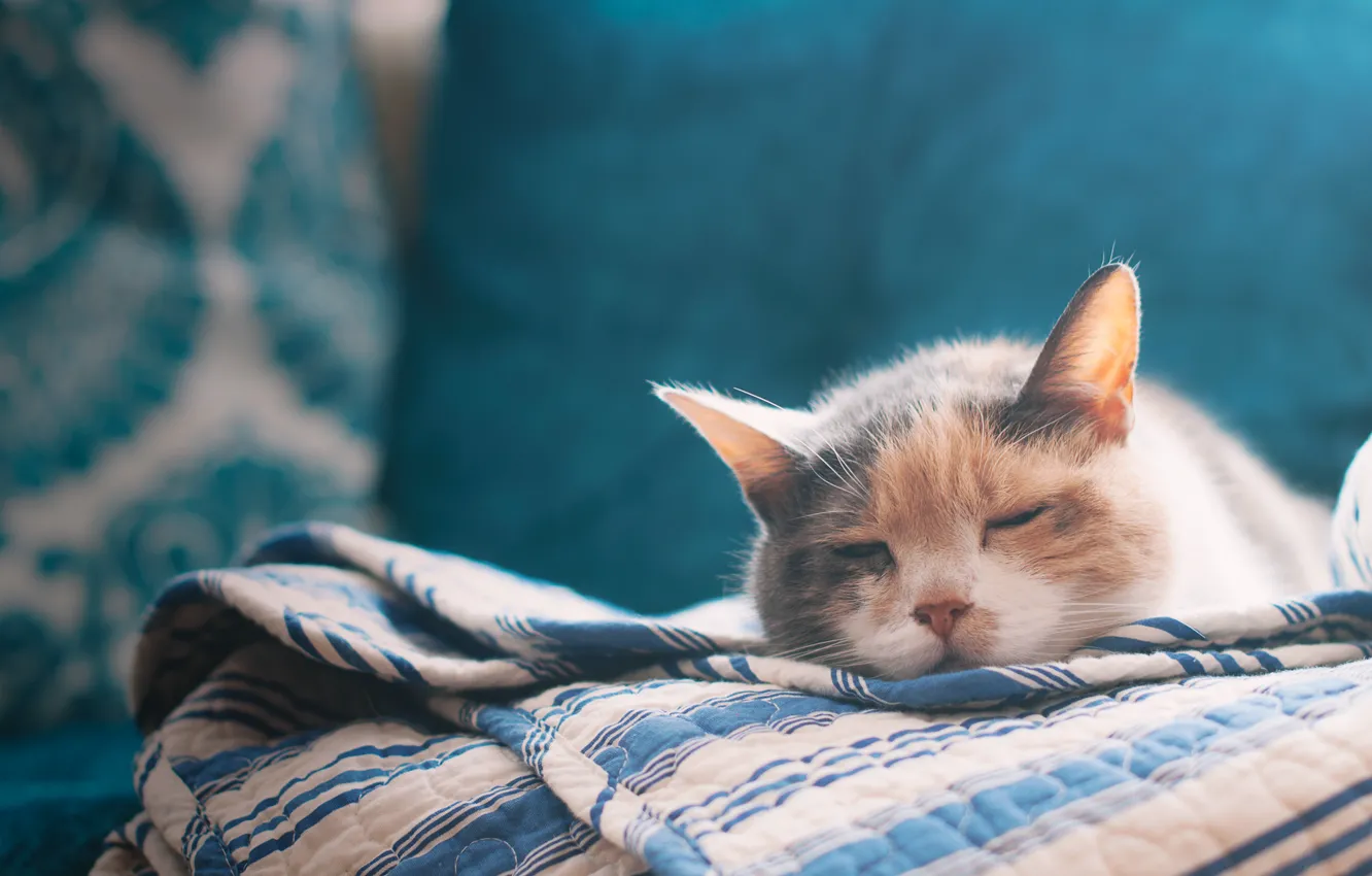 Photo wallpaper cat, bed, sheet, cat, bed, sleeping, bed sheet, sleeping