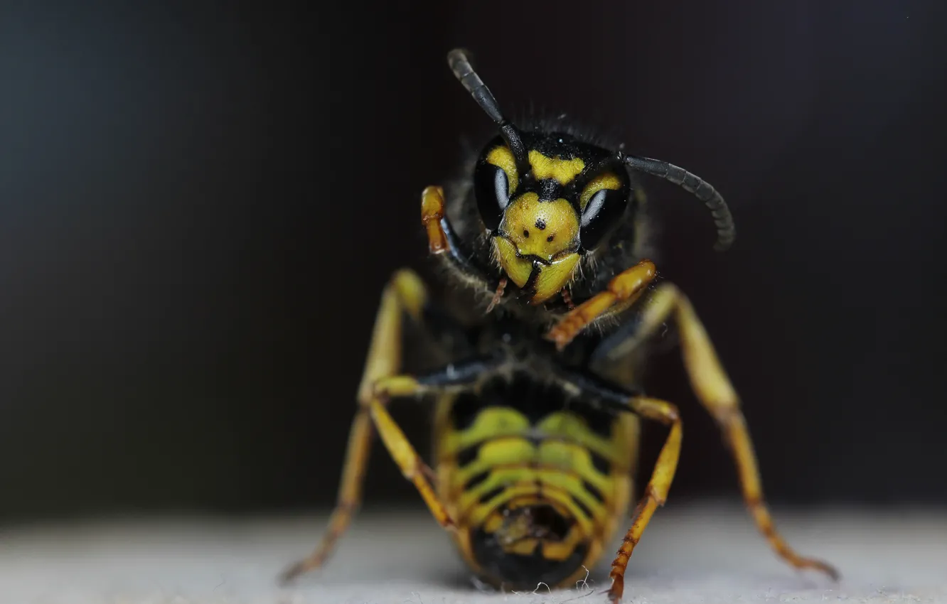 Photo wallpaper background, OSA, insect