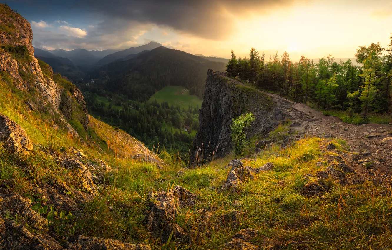 Photo wallpaper forest, mountains, stones, slope