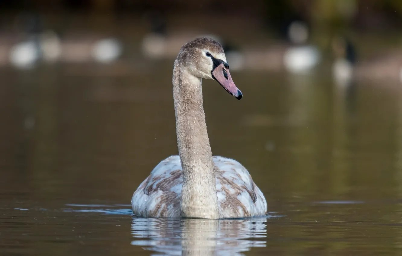 Photo wallpaper grace, Swan, neck, pond