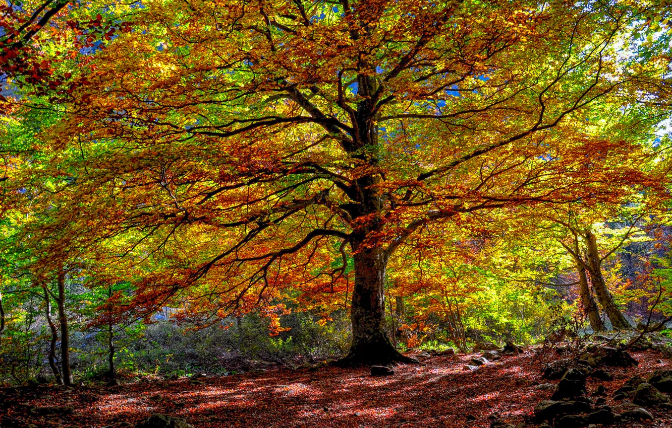 Photo wallpaper autumn, forest, leaves, tree