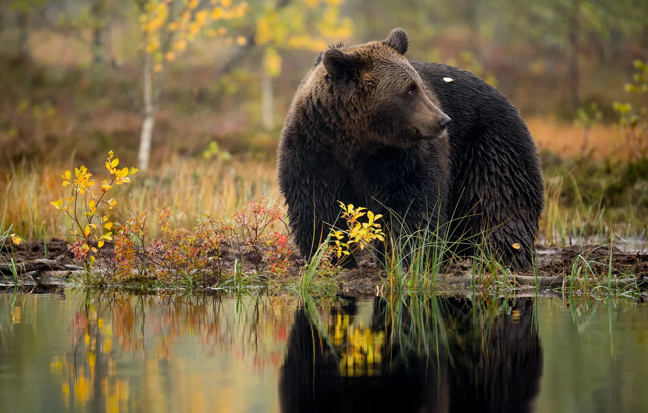Photo wallpaper autumn, forest, grass, look, pose, pond, reflection, shore