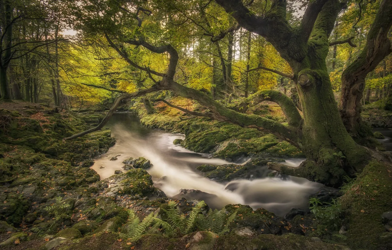 Photo wallpaper forest, river, stream