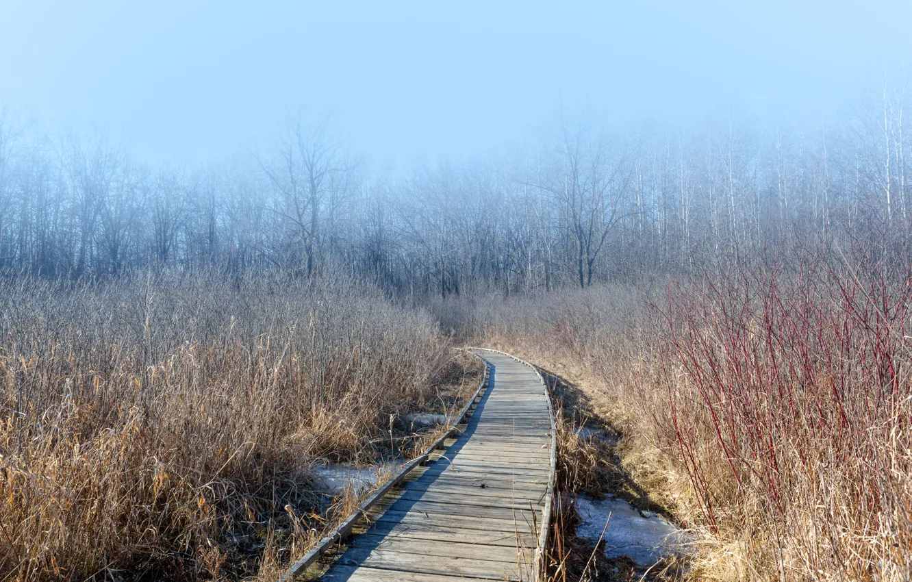 Photo wallpaper bridge, nature, fog