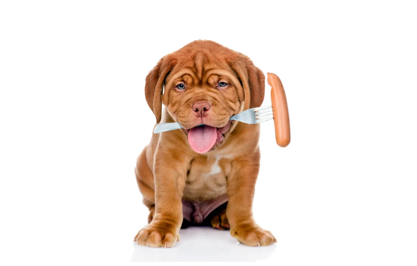 Photo wallpaper sausage, puppy, plug, dog