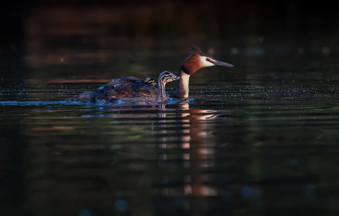 Photo wallpaper bird, Great crested grebe, Svetlana Kholodnyak