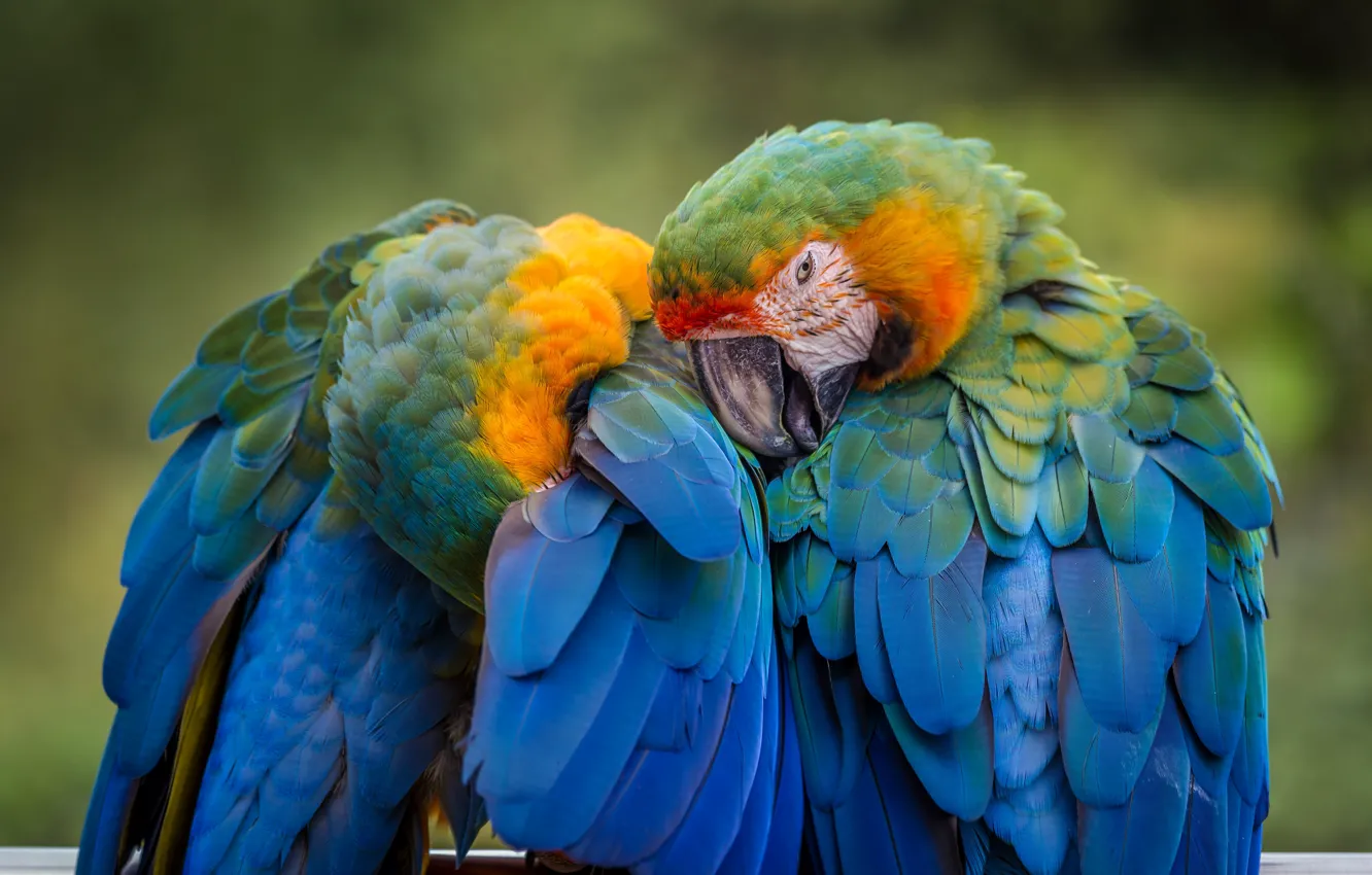 Photo wallpaper birds, pose, blue, parrot, pair, parrots, a couple, Duo