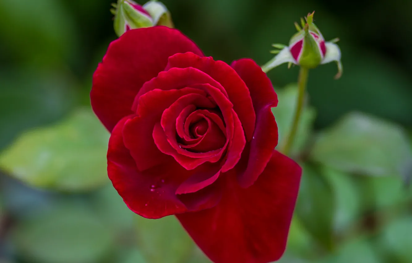 Photo wallpaper macro, roses, petals, buds, velvet